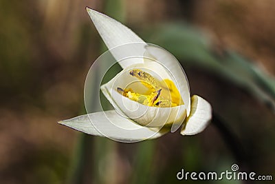 White crocus flavus Stock Photo