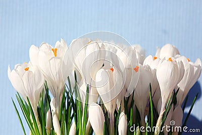 White crocus snowdrops Stock Photo