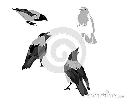 A white crow with black birds Stock Photo