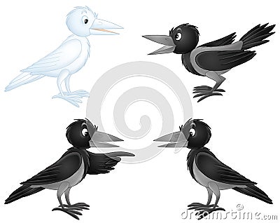 White crow and black crows Stock Photo