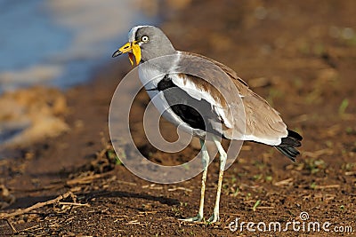 White-crowned lapwing - Kruger National Park Stock Photo
