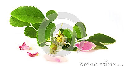 White crumbling pink petals, berries briar fresh delicate flower Stock Photo