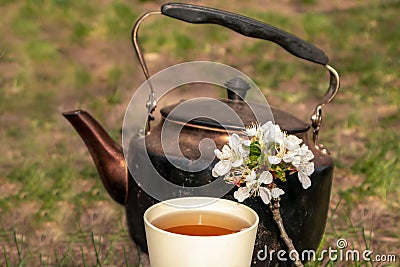 White cup, old grunge teapot blossom picnic mood Stock Photo