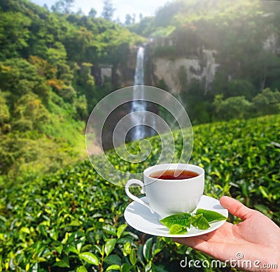 White cup with tea in hand on background of green tea plantation and mountain waterfall on Sri Lanka Stock Photo