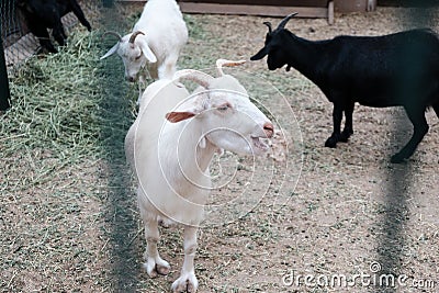 White curious goat bleating behind a fence in a zoo or on a farm. Breeding livestock for milk and cheese. Domestic animals held Stock Photo