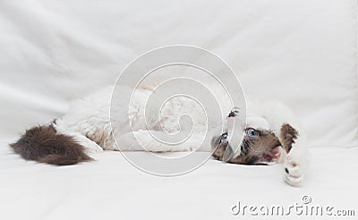 White curle devon rex lying on a sofa Stock Photo