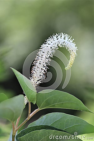 White curled bottlebrush flower Stock Photo