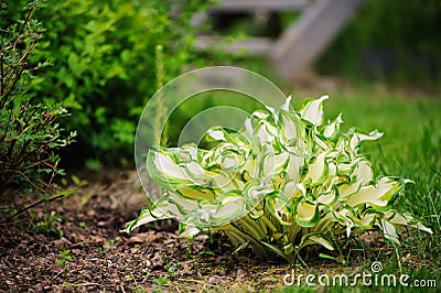 White curvy hosta planted in mixed border Stock Photo