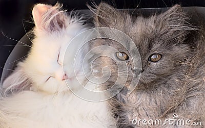 White cute adorable kittens cats macro Stock Photo