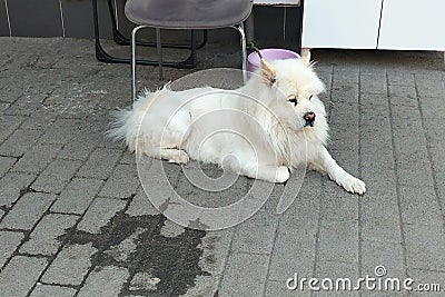 A white cute dog sits on the sidewalk with its paw stretched forward. Problem of keeping white pets clean Stock Photo