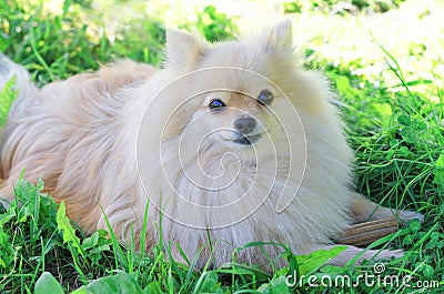 White cute German Pomeranian spitz dog protects his bone.stick for brushing teeth. daily oral care. hard to reach teeth Stock Photo