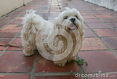 Cute white Lhasa Apso dog posing for the camera at home Stock Photo