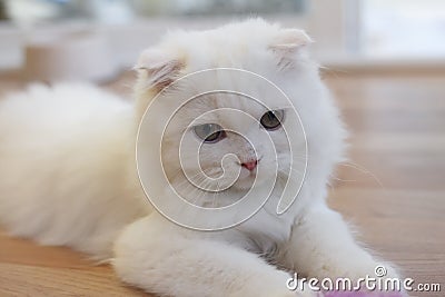 White cute Scottish Fold cat Stock Photo