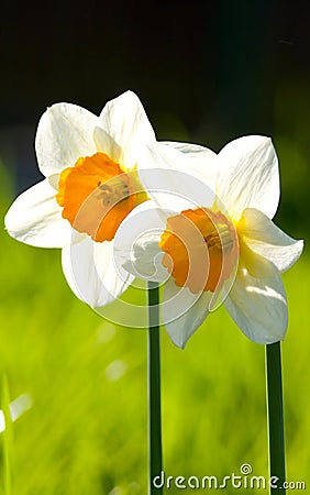 White Daffodil Stock Photo