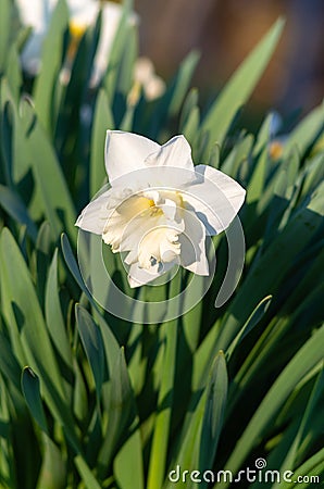White daffodil Narcissuson green background Stock Photo
