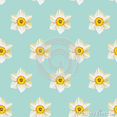 White daffodil seamless background Vector Illustration