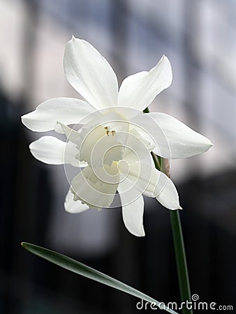 White daffodils Stock Photo