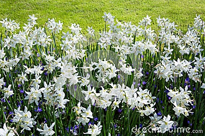 White Daffodils in the garden. Stock Photo