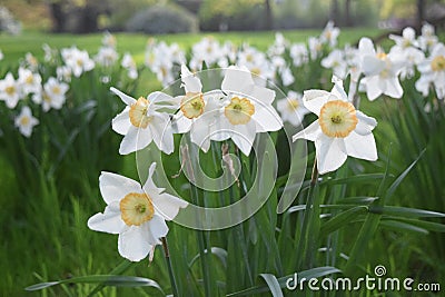 Daffodil flowers blooming in the spring Stock Photo