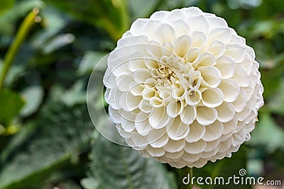 White dahlia in bloom in a garden Stock Photo