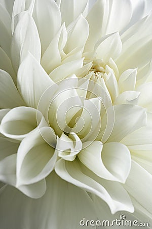 White dahlia blossom. Stock Photo