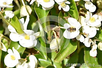 White Dahlia with a wasp, 1. Stock Photo