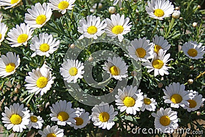 White daisies Stock Photo