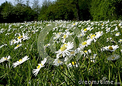 White daisies Stock Photo