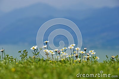 White daisies Stock Photo