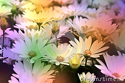 White daisies background Stock Photo