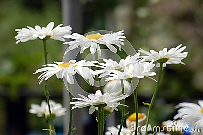 White Daisies in Bloom Stock Photo