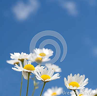 White daisies on blue sky Stock Photo