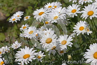 White daisies flowerbed Stock Photo