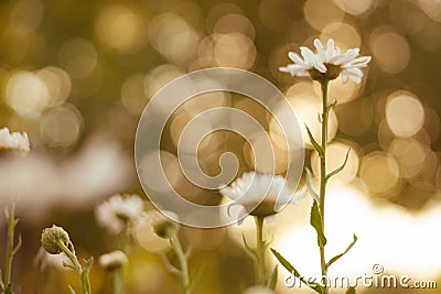 White daisies grow in the summer garden with amazing bokeh bubbles. Floral art card Stock Photo