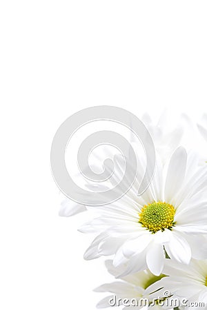 White daisies highkey Stock Photo