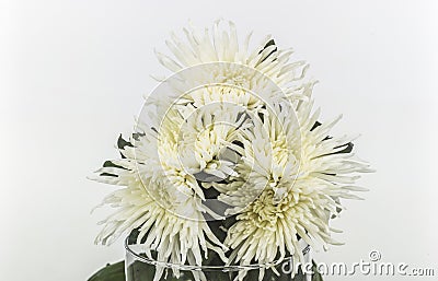 White daisies Stock Photo