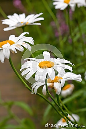 White Oxeye Daisy Leucanthemum vulgare, after the rain Stock Photo