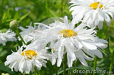 White daisies Stock Photo