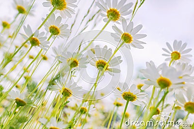 White daisies. Stock Photo