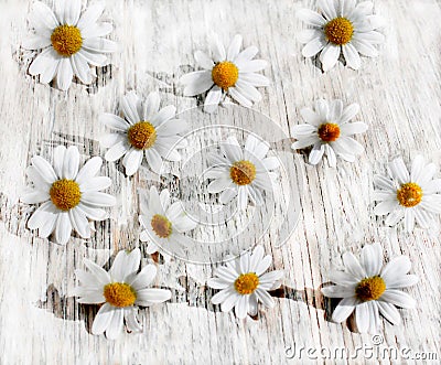 white daisies on a white wooden background, active shadows, bright light color, background Stock Photo