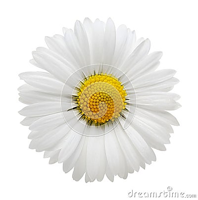 White daisy on white background Stock Photo