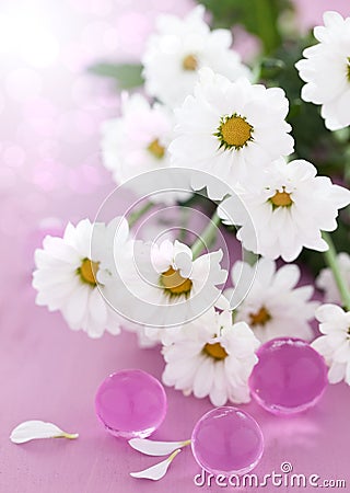 White daisy blossom Stock Photo