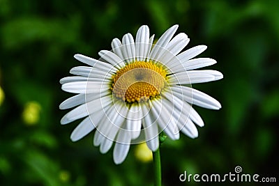 White daisy Stock Photo