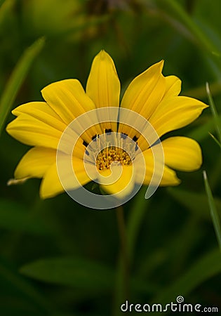 Daisy bushes or African daisies in africa Stock Photo