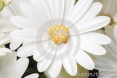 White Daisy Bushes Close Up Stock Photo