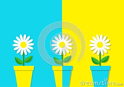 White daisy chamomile icon. Three flower pot set. Cute plant collection. Love card. Camomile Growing concept. Flat design. Bright Vector Illustration