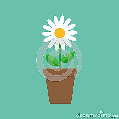 White daisy chamomile in pot. Cute flower plant collection. Love card. Camomile icon Growing concept. Flat design. Green backgroun Vector Illustration