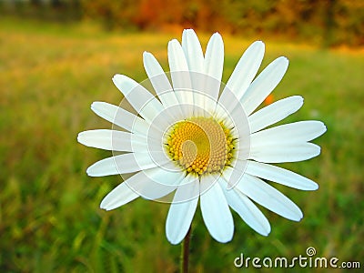 White daisy on colourful background Stock Photo