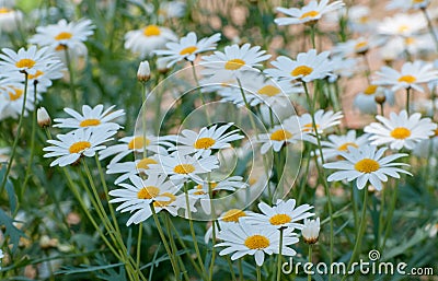 White daisy field in garden Stock Photo