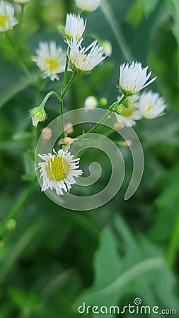 White daisy fleabane flowers in the wild Stock Photo